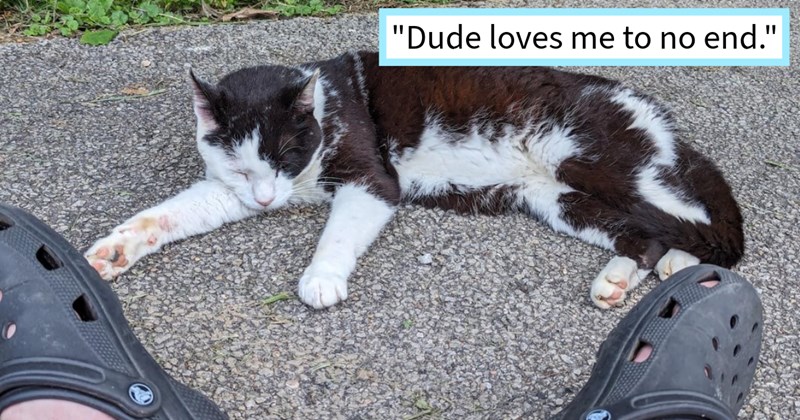Loner stray cat given home with dog lover canine sibling after found shivering pawrent’s garden during storm becomes part fur family, pawrent says: ‘He's got much physical affection show me any dog I've had before’ | thumbnail includes one image which shows a black and white cat lying on the ground a pair of black crocs ‘“dude loves me to no end.”’