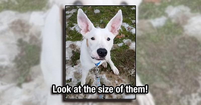 wholesome dogs big eared dog large ears cute doggo cute puppy Video animals Doggos - 44460293