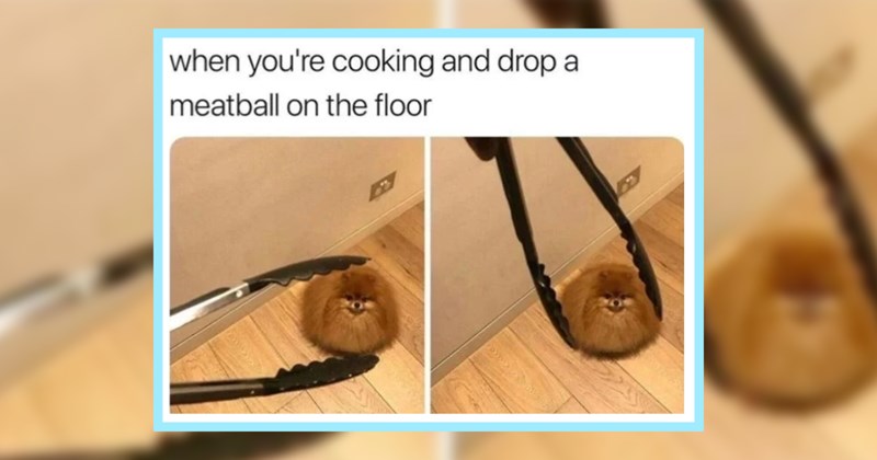 23 Tempting Doggo Meme Treats fur Sweet Start Day | thumbnail includes one image which shows a brown pomeranian being picked up with tongs ‘when you’re cooking and drop a meatball on the floor’