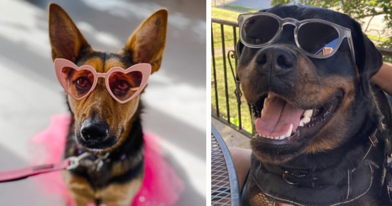 22 Super Stylish Sunglasses Wearing Pupper Pics fur Dose Afternoon Awws | thumbnail includes two images one image shows a brown and black dog wearing pink heart shaped sunglasses and a pink tutu, the other image shows a black and brown dog wearing clear sunglasses smiling 