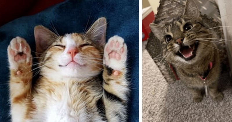 26 Sweet Smiling Cat Pics Celebrating International Day Happiness | thumbnail includes two images one image shows an orange cat on its back with its paws up by its head smiling, the other image shows a tabby cat smiling with mouth open looking up