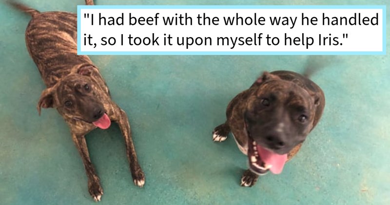 Pawrent skips town leaving behind dog pet hotel caring worker rehome, luckily dog’s pupper playmate was looking sibling, worker says: ‘ next time saw Iris…she was INSEPARABLE from sister.’ | thumbnail includes one image which shows two brown and black dogs one lying down the other siting both wagging tails ‘“I had beef with the whole way he handled it, so I took it upon myself to help Iris.”’