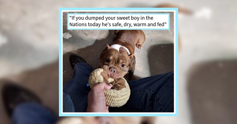 Dog who was abandoned pawrent dumped blanket pile food, rescued Nashville local who found him loving forever home their family, rescuer says: ‘This dog so sweet cannot imagine dumping him.’ | thumbnail includes one image which shows a brown and white pit bull biting a pull toy ‘“If you dumped your sweet boy in the Nations today he’s safe, dry, warm and fed”’
