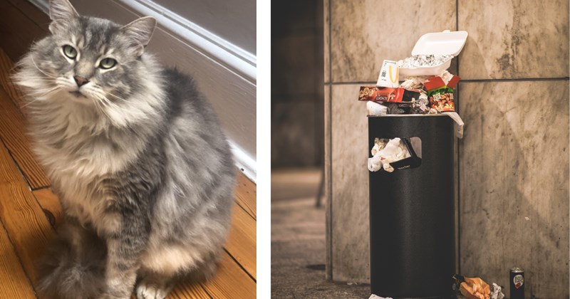 'Trash cats are the best cats': A skinny, greasy cat pops out of nowhere one cold night while kind human is taking the trash out, 10 years later they're the best of friends