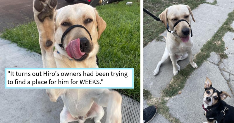 Heartless owner abandons puppy pet sitter , resulting sitter adopting puppy, giving him stable loving home dog sister, sitter says: ‘feel like there’s reason he ended up me. I love boy.’ | thumbnail includes two images one image shows a cream colored dog standing on hind legs reaching towards camera, the other image shows a cream colored dog on a leash sitting on sidewalk next to small black and brown dog ‘“It turns out Hiro’s owners had been trying to find a place for him for WEEKS.”’