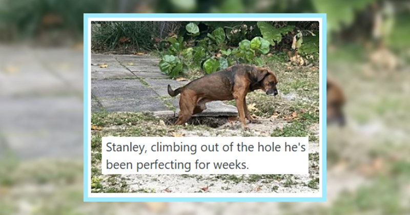 21 Howlarious Pics Naughty Puppers Pawlice’s Most Wanted List | thumbnail includes one image which shows a dark brown dog climbing out of a hole in a garden ‘Stanley, climbing out of the hole he’s been perfecting for weeks.’