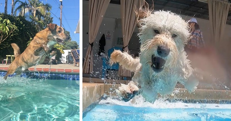 21 Wacky Water Loving Puppers Losing their Cool in the Pool | thumbnail includes two images one image shows a brown dog stretched out in the air jumping into a swimming pool, the other image shows a cream colored dog leaping chaotically into a pool mouth open 