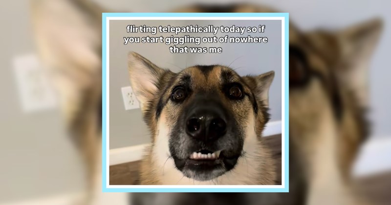 23 Goofy German Shepherd Memes fur Good Boys Girls | thumbnail includes one image which shows a german shepherd showing bottom teeth looking confused ‘flirting telepathically today so if you start giggling out of nowhere that was me’