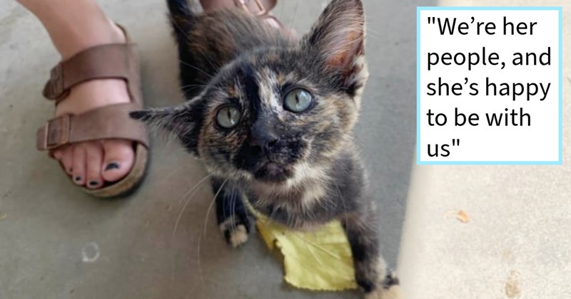 Extremely feral 5 week old kitten found rescuer’s backyard goes through heartwarming transformation super spicy kitten cuddly purring kitty, pawrent says: ‘She’s little sweetie so proud all she has overcome so little time.’  | thumbnail includes one image which shows a dark colored kitten with blue eyes ‘“We’re her people, and she’s happy to be with us”’