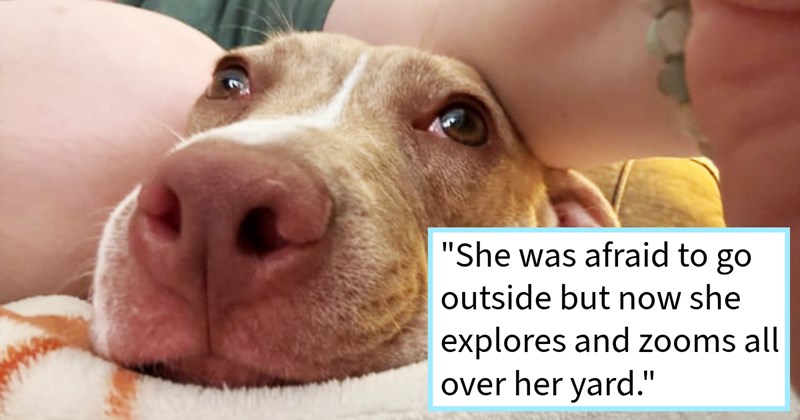 Rescued pit bull scared everything makes amazing progress towards healing emotional scars when pawrents adopt husky sibling give pack, dog mom says: ‘think we’re making progress she’s learning dog her new home.’ | thumbnail includes one image which shows a brown and white pit bull’s face under a woman’s arm ‘“She was afraid to go outside but now she explores and zooms all over her yard.”’