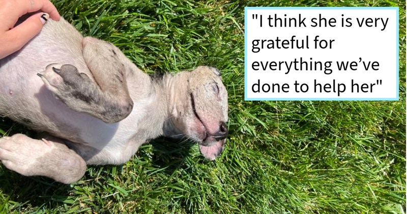 Abandoned Louisiana gas station parking lot puppy rescued Pennsylvania resident who drove 28 hours give dog child the pawfect furever home, dog mom says: ‘Even though she had terrible first few months life, she happiest baby ever!’ | thumbnail includes one image which shows a gray and brown dog lying on its back on grass getting belly rub ‘“I think she is very grateful for everything we’ve done to help her”’