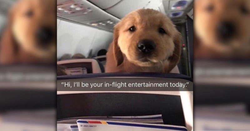 A Delightful Downpour of 27 Dog Memes to Enjoy on a Wholesome Wintery Weekday (Feb 25, 2026)