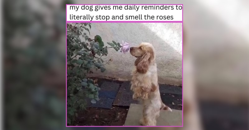 The Best Boys and Girls for Dog Pawrents Celebrating Their Furry Frawnds 