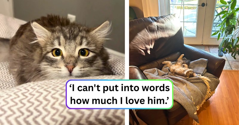 20 text pictures, 3 cat pictures | thumbnail includes two pictures of a cat, and ‘I can't put into words how much I love him.’