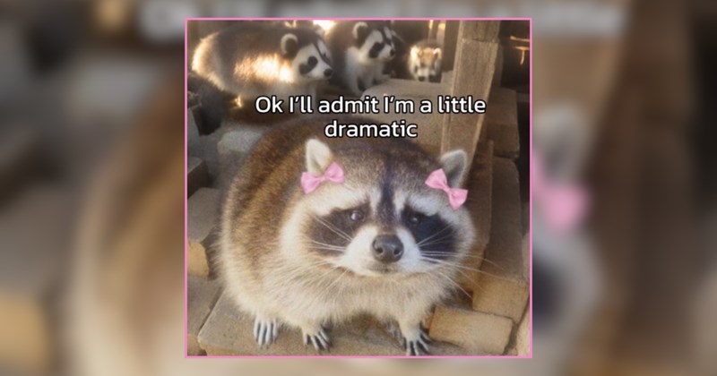 22 Pawdorable Raccoons Getting Up To No Good 