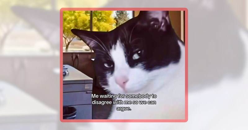 25 cat memes | thumbnail includes one meme including 'Me waiting for somebody to disagree with me so we can argue.'