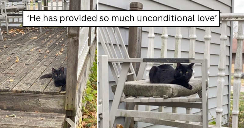 26 pictures of cats and text | thumbnail includes two pictures of cats and one picture of text including '' 