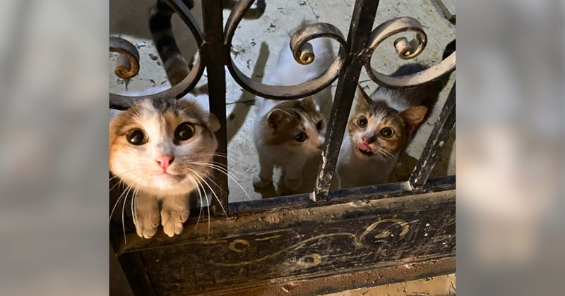 Story of three cats approaching a stranger | Thumbnail includes one picture of cats outside a fence