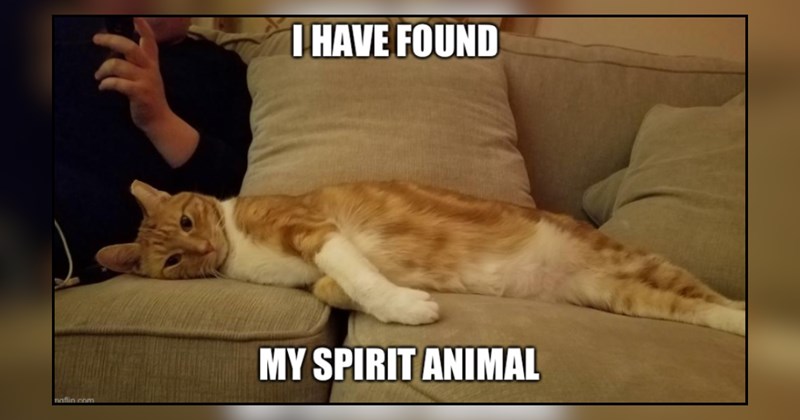 21 cat memes | thumbnail includes one meme and one picture of text including 'I HAVE FOUND MY SPIRIT ANIMAL' 