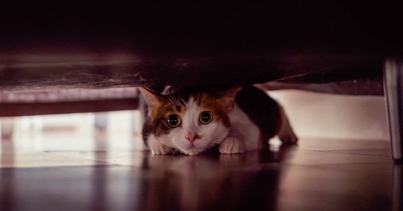 cat cats kitten story family drama apology drama