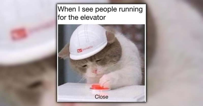 A Fancy Feast of 22 Feline Feel-Goods To Browse on a Cozy Saturday Morning (February 28, 2026)