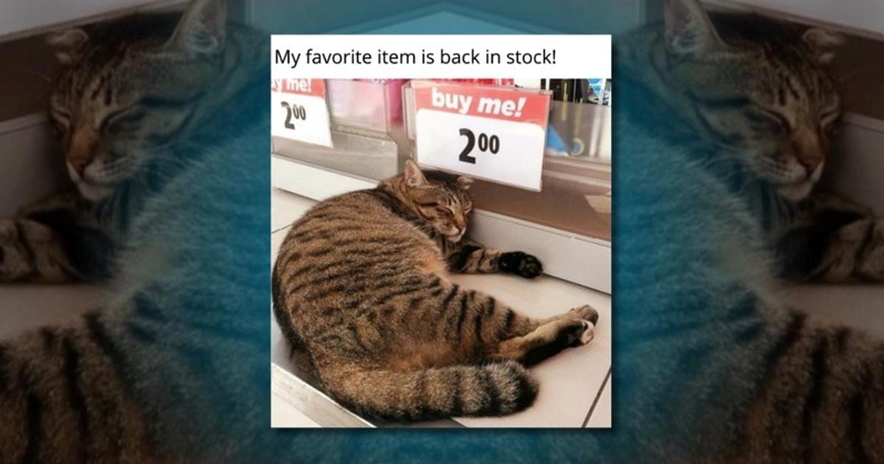 cat cats meme memes cute kiten