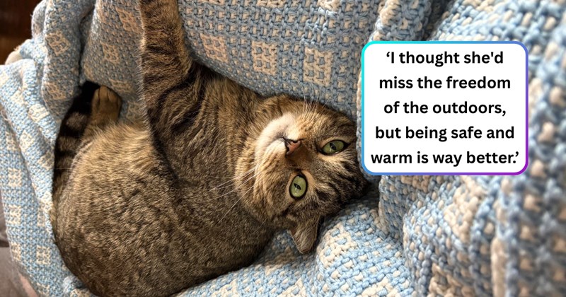 16 text pictures, 1 cat picture | thumbnail includes one picture of a cat, and ‘I thought she'd miss the freedom of the outdoors, but being safe and warm is way better.’