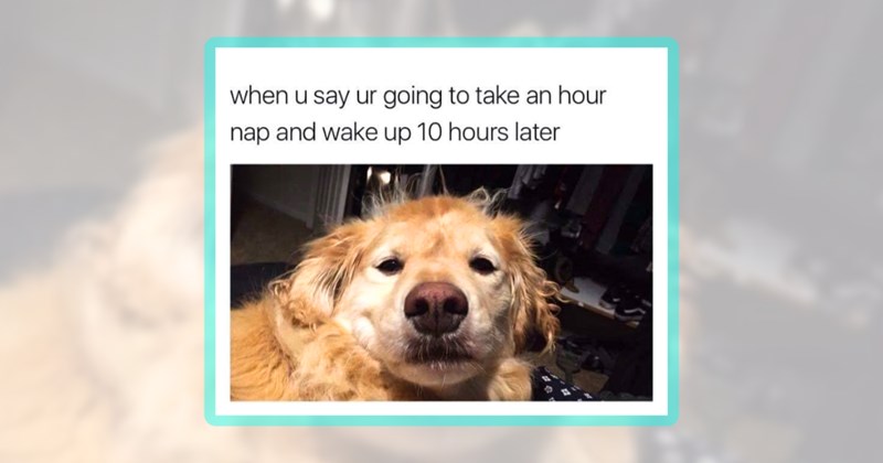 26 dog memes | thumbnail includes one meme including 'when u say ur going to take an hour nap and wake up 10 hours later'