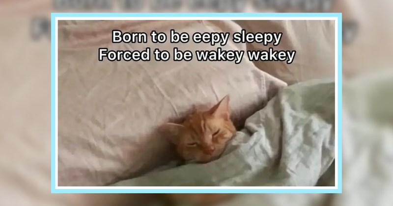 23 Cute Kitty Memes for Cat Lovers Low Serawwtonin | thumbnail includes one image which shows an orange cat tucked under a comforter lying on a pillow in bed ‘Born to be eepy sleepy Forced to be wakey wakey’