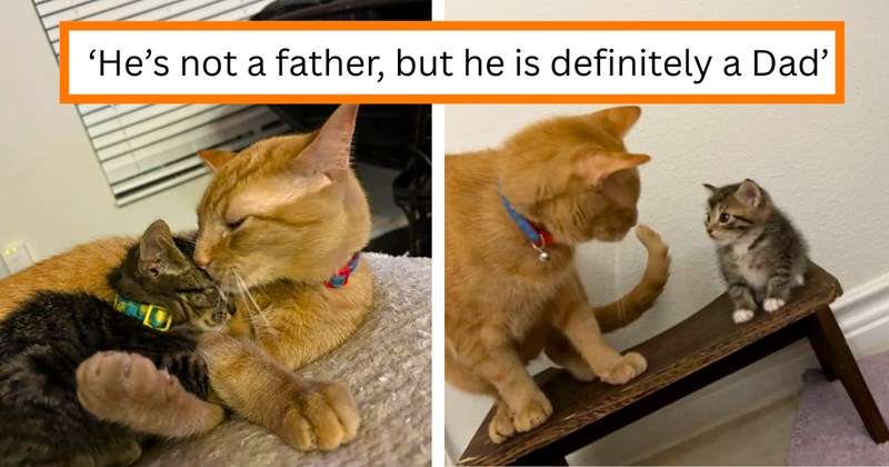 Story and pictures of an orange cat raising two kittens | Thumbnail includes two pictures of an orange cat and a kitten, and one picture of text including '‘He’s not a father, but he is definitely a Dad’'