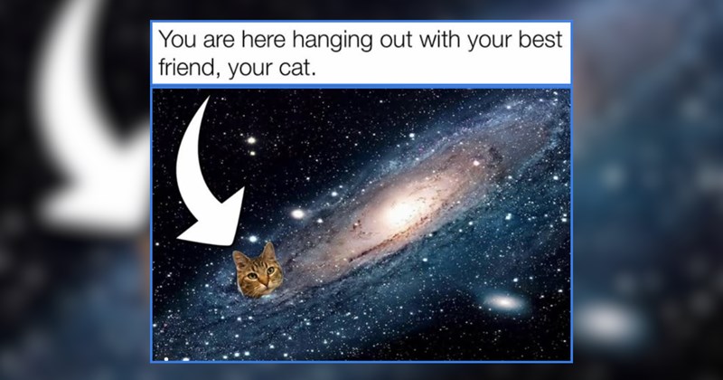 A Purrfect Batch of Kitty Memes For Soft Sunday Scrolls in Bed 