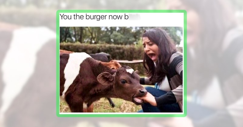 24 farm animal memes | thumbnail includes one meme including 'You the burger now b'