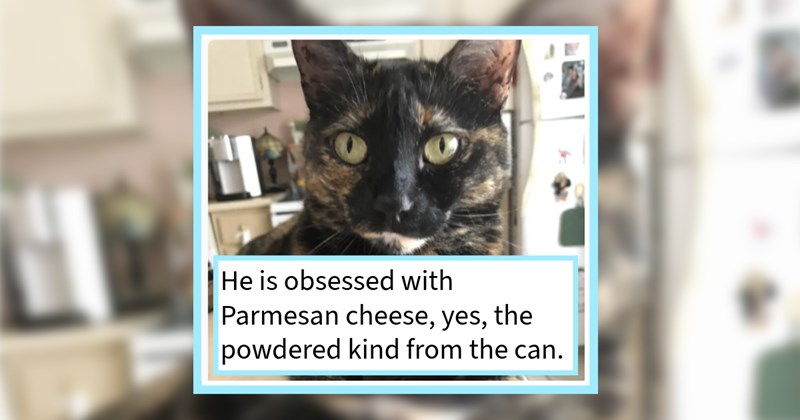 20 Cat Pawrents Post Cats’ Craziest Quirks | thumbnail includes one image which shows a tabby cat with yellow eyes ‘He is obsessed with Parmesan cheese, yes, the powdered kind from the can.’