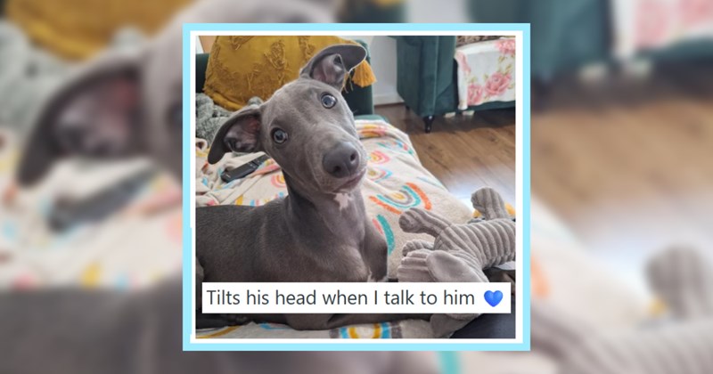 22 Pupper Pawrents Share Sweetest Things Their Dogs Do | thumbnail includes one image which shows a gray colored dog lying on a couch tilting its head ‘Tils his head when I talk to him’