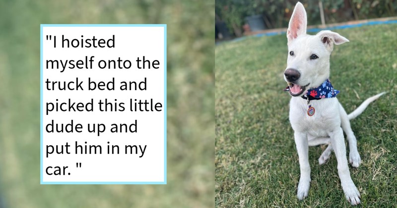 Dumped orchard puppy sweetens antiques deal gas station when seller notices scared doggo his buyer’s pick up truck adopts him, dog dad says: ‘Me never knowing how say no to dog because...dog instinctively say yes’ | thumbnail includes one image which shows a white puppy sitting in a grass garden wearing a colorful neckerchief ‘“I hoisted myself onto the truck bed and picked this little dude up and put him in my car.”’