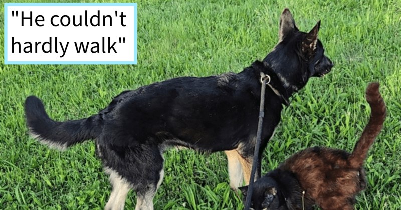 Young dog found caged remote wilderness cabin after pawrent passed away dog loving family walk who adopted neglected pupper, helping him regain his strength spark, dog mom says: ‘’He likes lick apple but not eat them’ | thumbnail includes one image which shows a black dog on leash standing in grass next to black and brown cat ‘“He couldn’t hardly walk”’