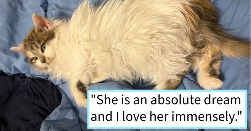 heartwarming tale mysterious stray kitten who was gifted delivery driver Valentines Day her instant acceptance adoration indoor life her feline sibling, cat mom says: ‘Her her big brother playing constantly’ | thumbnail includes one image which shows a fluffy white and gray kitten on a blue comforter ‘“She is an absolute dream and I love her immensely.”’