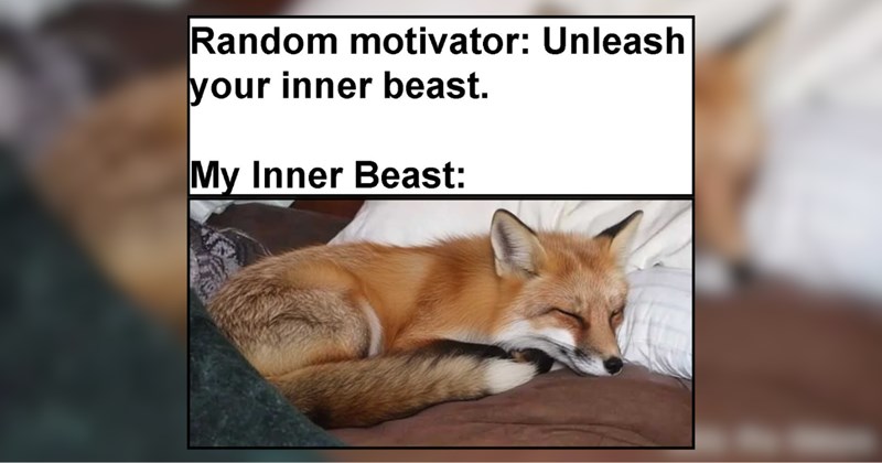 20 Farm Animals Livin' Low and Slow in Rural Rustic Nature 