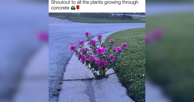 Heartwarmingly Wholesome Memes and Posts