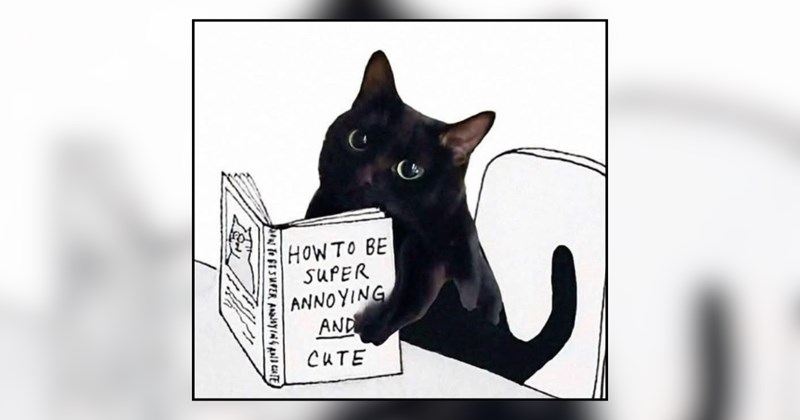 23 cat memes | thumbnail includes one meme and one picture of text including 'HOW TO BE SUPER ANNOYING AND CUTE' 