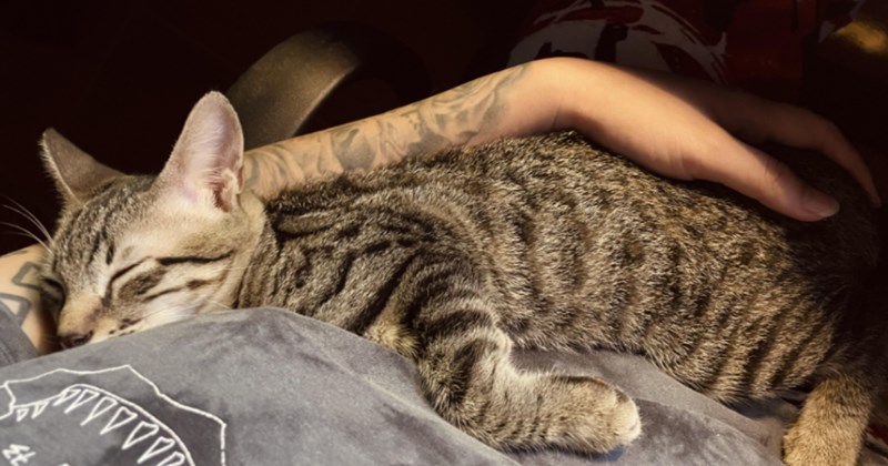 'I said no more cats': Grieving woman finds striped 3-week-old kitten on the street just after her cat Nyx crossed the rainbow bridge, she takes her in anyway