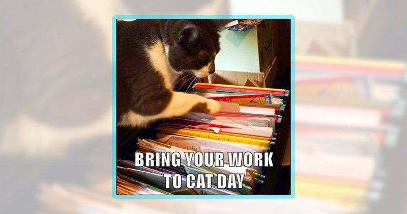 23 cat memes | thumbnail includes one meme including 'BRING YOUR WORK TO CAT DAY'