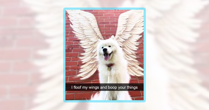 27 dog memes | thumbnail includes one meme including 'I floof my wings and boop your things'