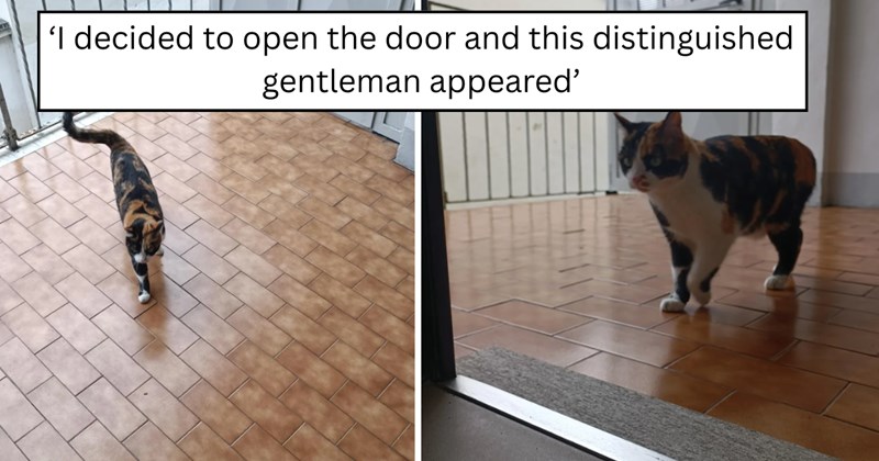 22 pictures of cats and text | thumbnail includes two pictures of a cat and one picture of text including '‘I decided to open the door and this distinguished gentleman appeared’' 