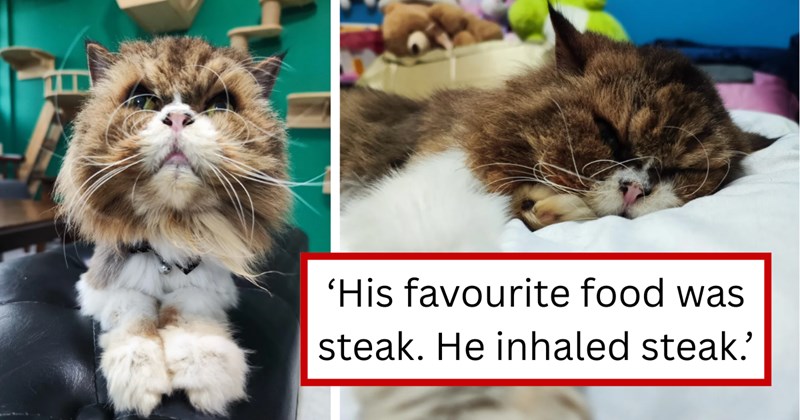 Story of a senior cat rescue | Thumbnail includes two pictures of a senior cat and one picture of text including '‘His favourite food was steak. He inhaled steak.’'