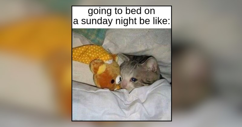 21 cat memes | thumbnail includes one meme and one picture of text including 'going to bed on a sunday night be like:' 