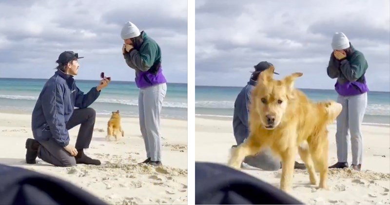 Video and pictures of a dog running at the beach during marriage proposal | Thumbnail includes two pictures of a couple and dog at the beach during a marriage proposal