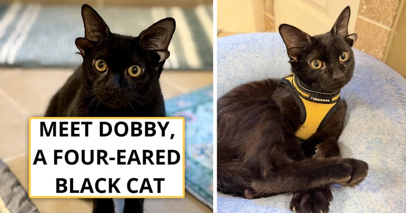 story about a cat with four ears and a curled tail that is looking to be adopted | thumbnail includes two pictures of a black cat with four ears 'MEET DOBBY,  A FOUR-EARED  BLACK CAT'