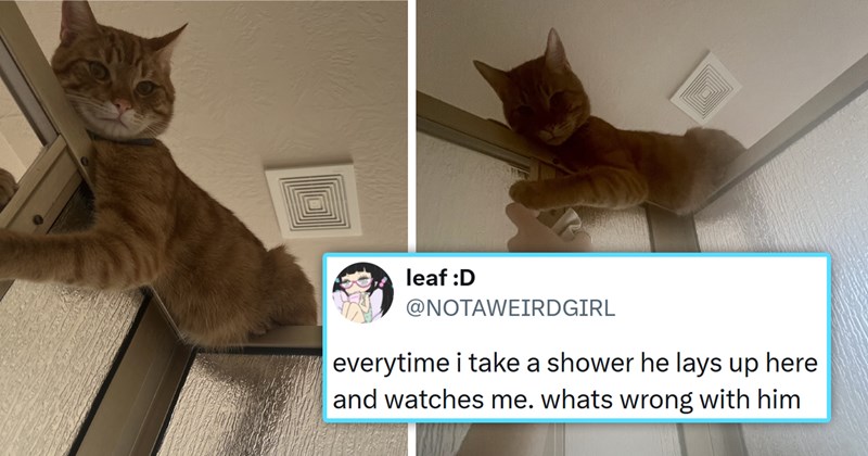 funniest cat tweets of the week | thumbnail includes two pictures of a ginger cat sitting on top of a shower 'everytime i take a shower he lays up here and watches me. whats wrong with him'