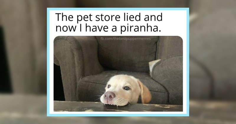 A Sugar Packet 22 Pawsitivity Packed Pupper Memes Sweet Saturday | thumbnail includes one image which shows a cream colored puppy biting a black table ‘The pet store lied and now I have a piranha.’